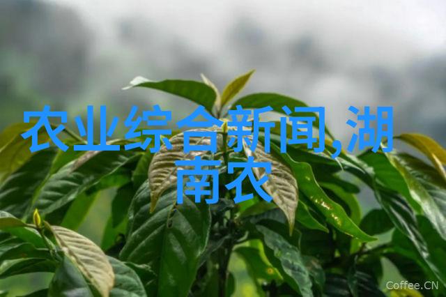 亲手制作蜂蜜家养蜜蜂取糖的艺术与科学