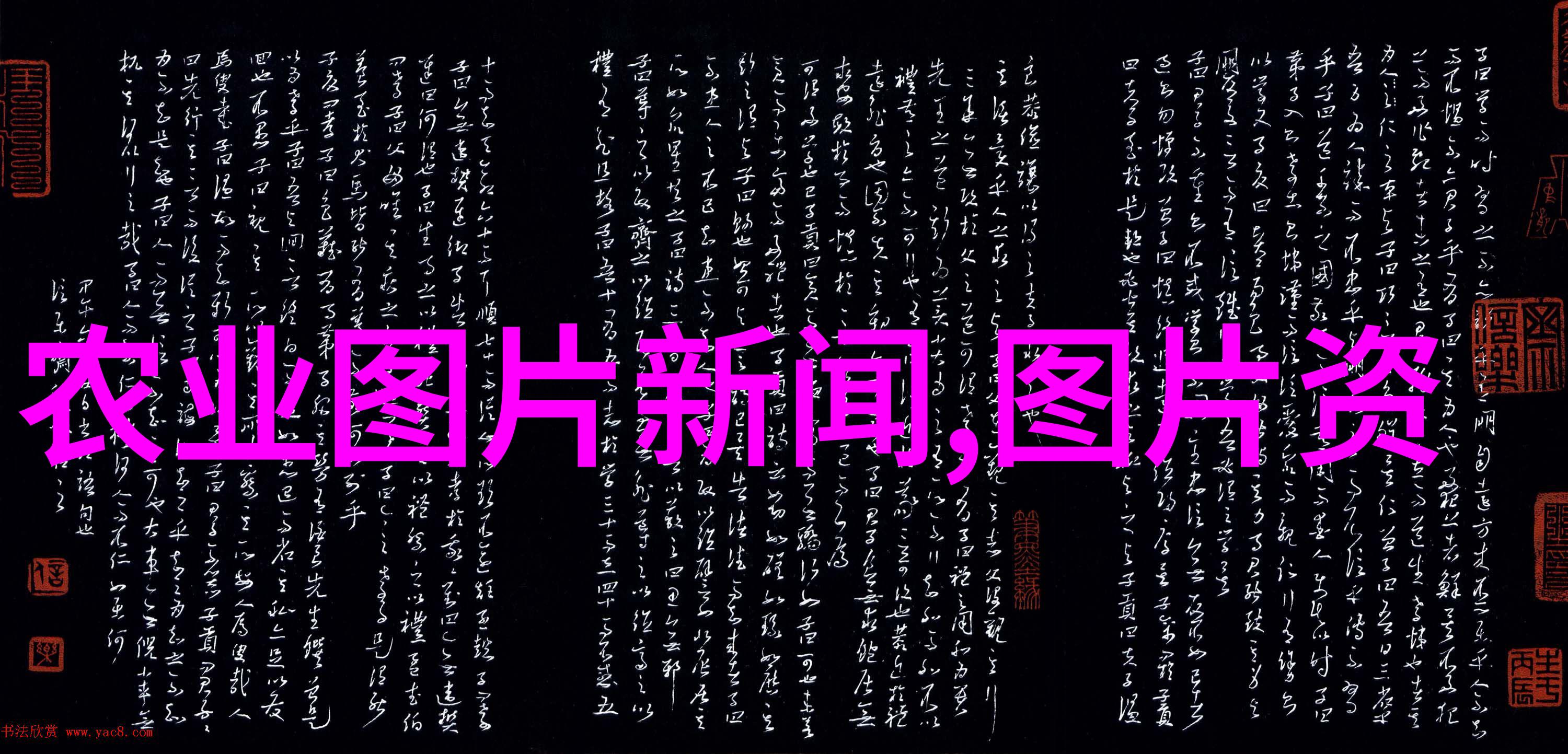 竹鼠养殖技术全解析从繁育到饲料管理的精髓