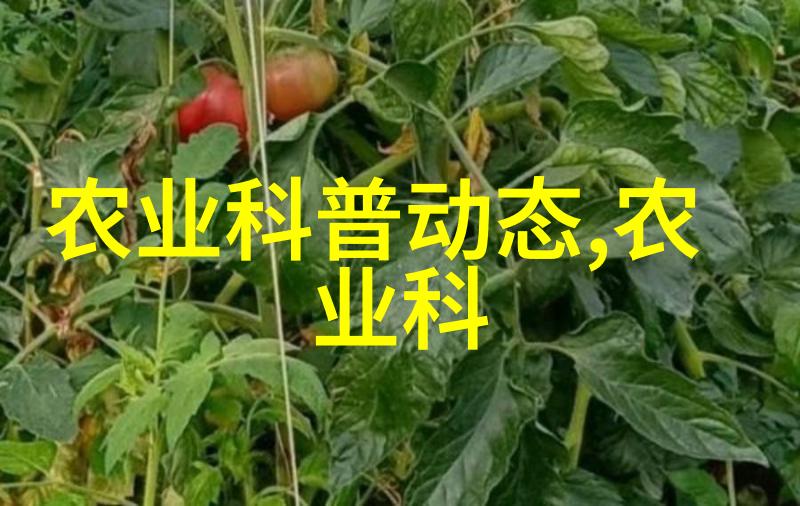 提升肉牛养殖效率技术与方法的完美结合