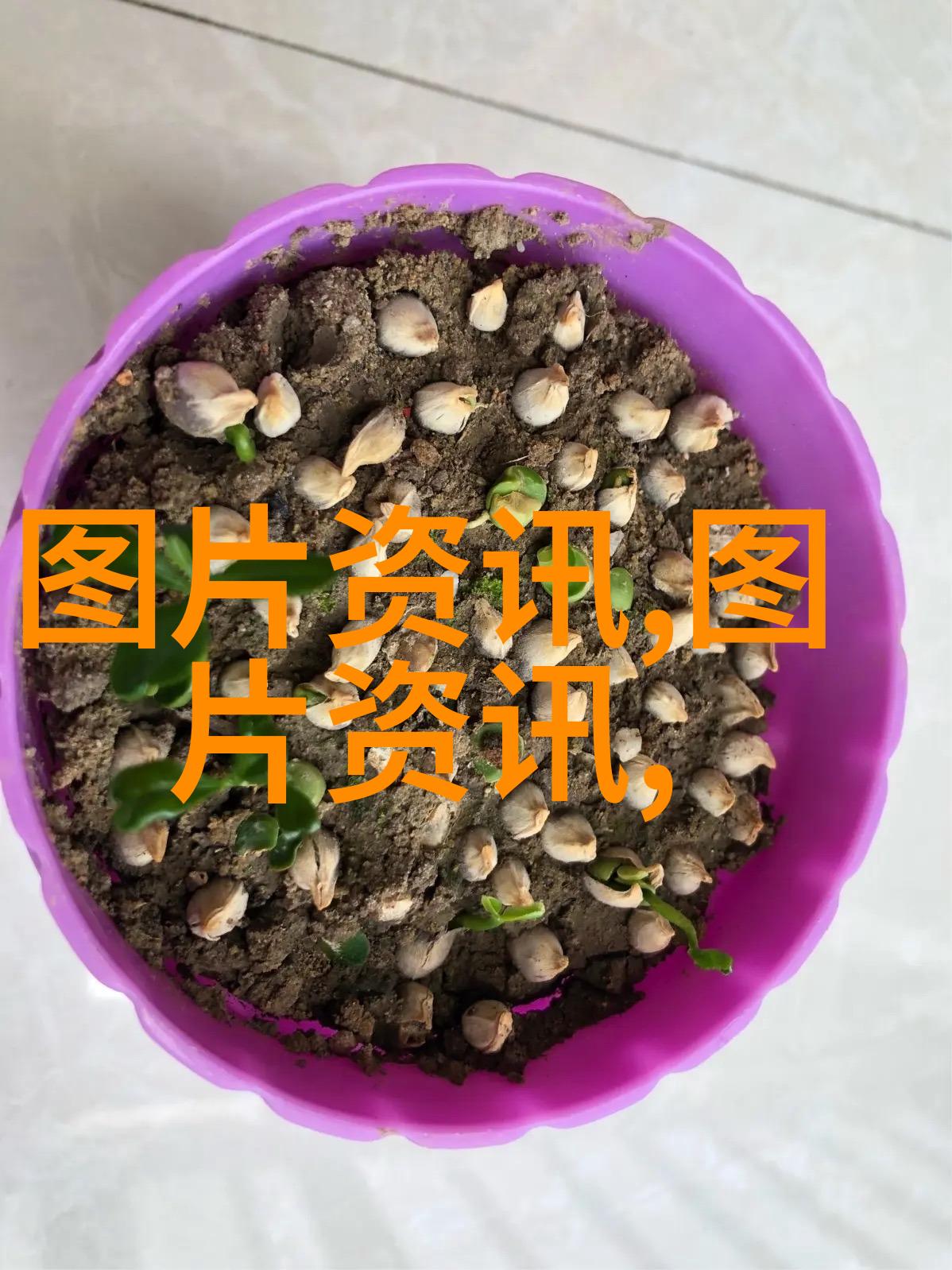 春日绽放月季花扦插的最佳时间  花卉图片大全欣赏